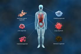 multi-organ-toxicity-assay-test