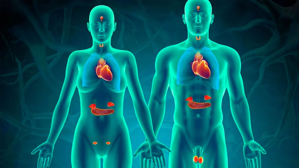 endocrine-disruption-toxicity-test