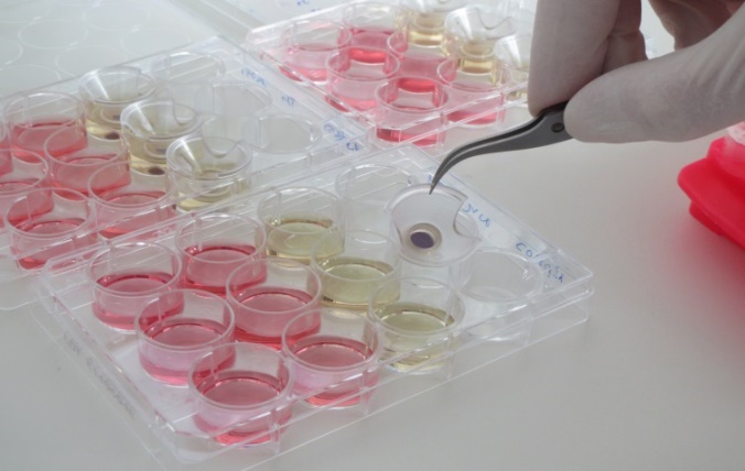 testing-for-skin-sensitization-in-cosmetic-products