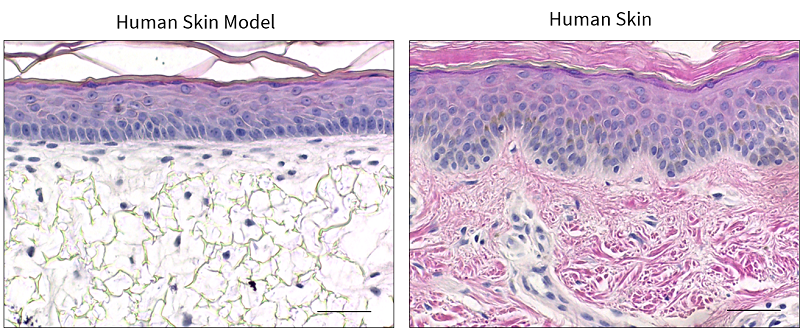 human-ex-vivo-skin-models-for-cosmetic-testing