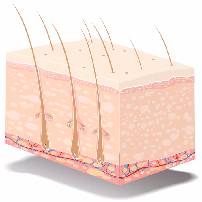 3d-skin-culture-models-for-cosmetic-testing