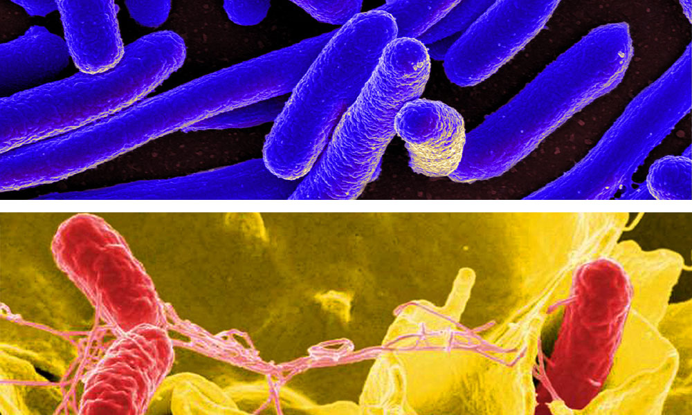 pathogen-testing-e-g-e-coli-salmonella