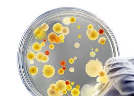 colipa-guideline-for-preservation-efficacy-testing
