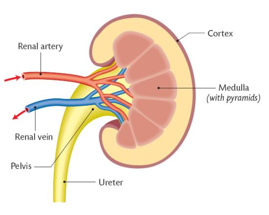 urinary-excretion-patterns