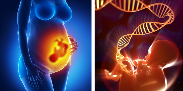 developmental-toxicity-fetal-development-and-birth-defects