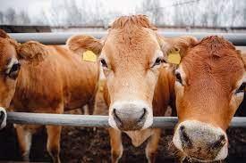 jecfa-residue-evaluation-of-antibiotics-in-livestock
