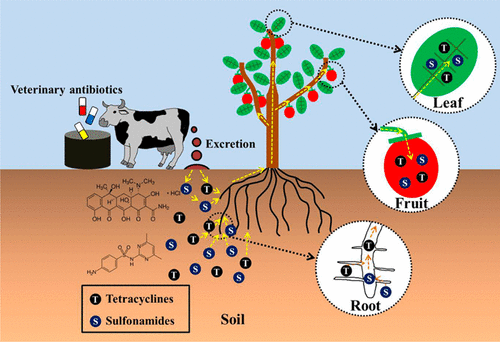 jecfa-residue-limit-setting-for-antimicrobials-in-livestock