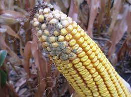 en-15891-measurement-of-ht-2-and-t-2-toxins-in-cereals