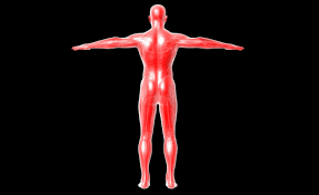 anthropometric-measurements-human-body-dimensions