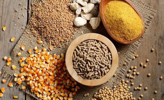 iso-24276-gmo-quantification-in-animal-feed-materials