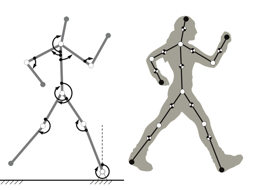 impact-forces-on-human-body-models