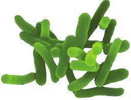 who-guidelines-for-microbial-risk-assessment
