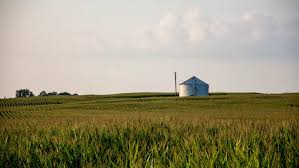 fda-guidance-on-mycotoxin-monitoring