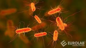 iso-9308-1-coliform-count-in-water-for-food-use